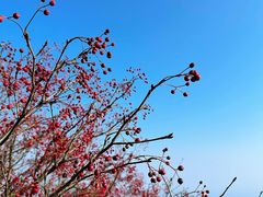 -崂山巨峰游览区