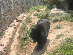 -都江堰中华大熊猫苑