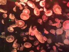 -江和美海洋公园