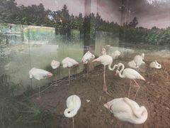 -成都动物园