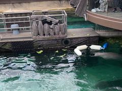 -悉尼海洋生物水族馆