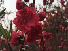 -南国桃园旅游度假区