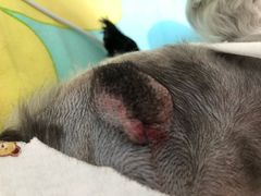 -纳吉亚猫专科动物医院博雅分院