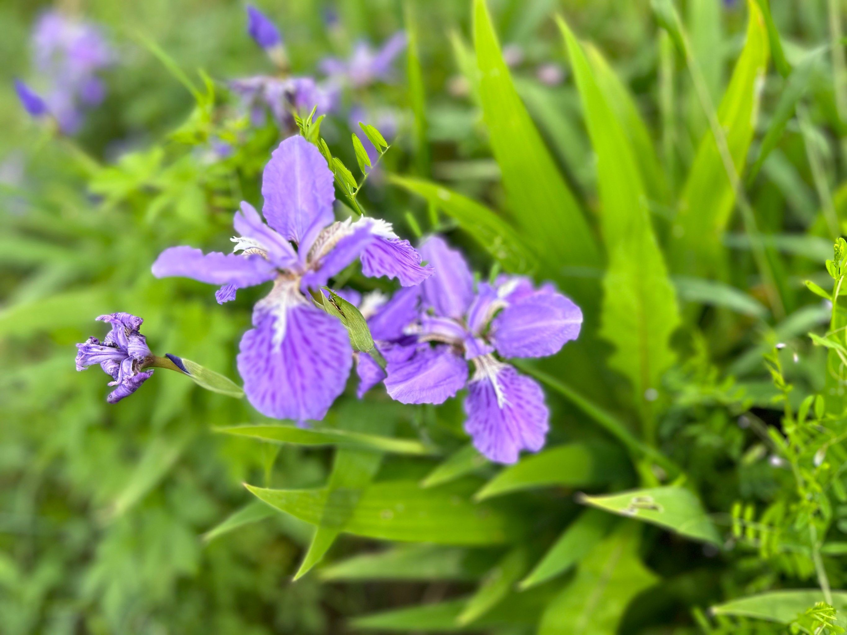 紫色的小花花