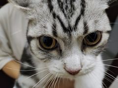 -lincat·猫舍(广州店)
