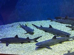 -华夏文旅海洋公园