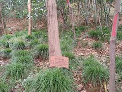 -上海佘山国家森林公园西佘山园