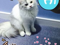 喵的天空-喵的天空名猫咖啡馆·撸猫·猫舍·用品