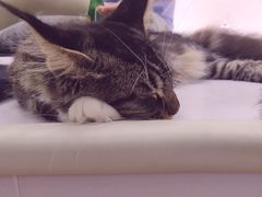 -COLOR PETS 撸猫馆·购猫·猫咖(长风大悦城店)