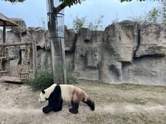 -上海野生动物园