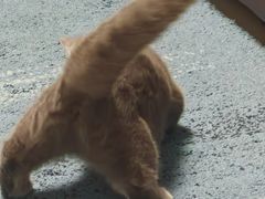 -瑞派·关忠动物医院·猫专科·犬专科(三环新城店)