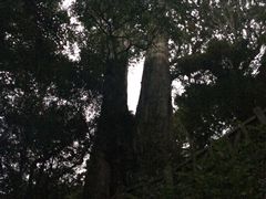 -阿里山神木遗迹