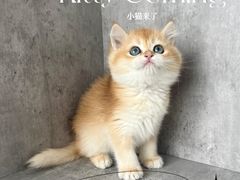 -小猫来了·猫舍(红山六九七九店)