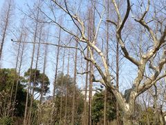 -徐家汇源景区-衡山公园