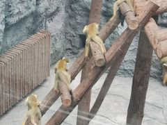-武汉动物园