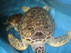 景点-秦皇岛乐岛海洋王国