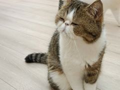 -瞄一喵猫咖(格力海岸店)
