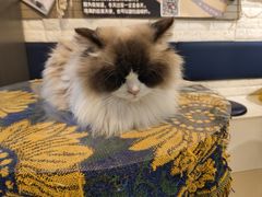 -平行世界·猫咖(首经贸店)