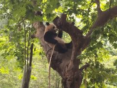 -都江堰中华大熊猫苑