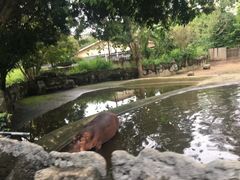 -清迈夜间动物园