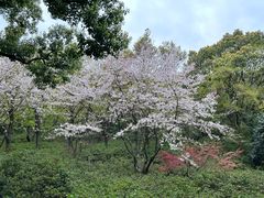 -苏州上方山国家森林公园