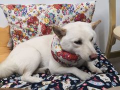 -柴迷FANS CLUB·柴犬狗咖·猫咖