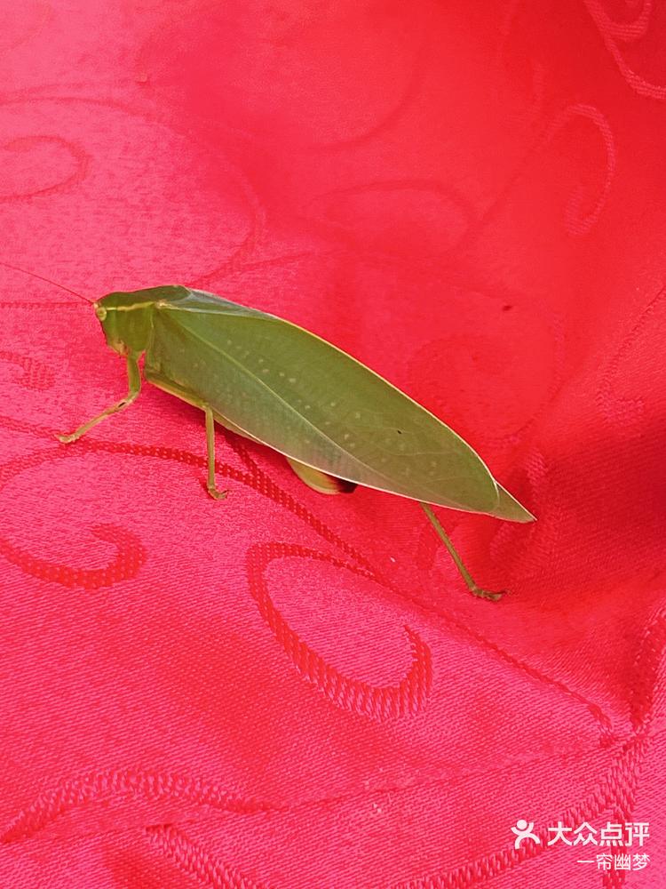 树枝上的红色秘密~夏天昆虫的世界知了猴