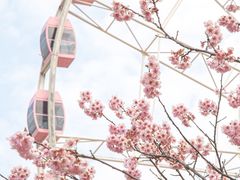 -顾村公园