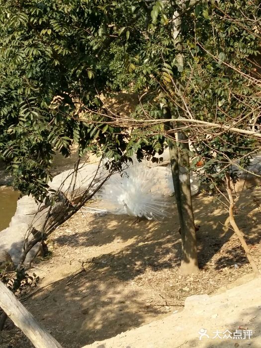 泉州海丝野生动物世界图片