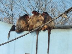 -大连森林动物园