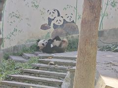 -中国大熊猫保护研究中心雅安碧峰峡基地