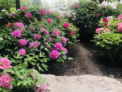-莲花池公园