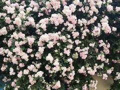 -荣昌花园