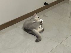 -中农国际动物医院24小时·猫科·骨科·急重症中心