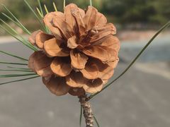 -红山国家森林公园