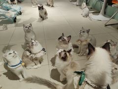 -怪兽屋·羊驼·猫咖·狗咖(俊华广场店)