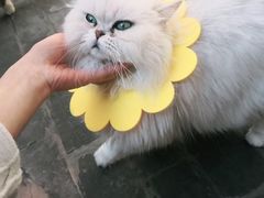 -喵屿·大理花园猫咖