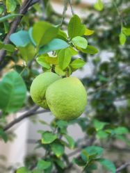 -诗安国际母婴会所 月子会所中心(市政府店)