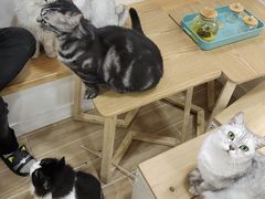-李小姐の猫咖啡馆(五角场店)