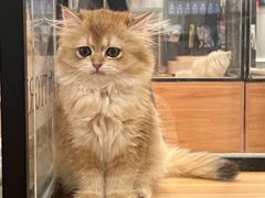 -袖虎·猫馆(体育西路店)