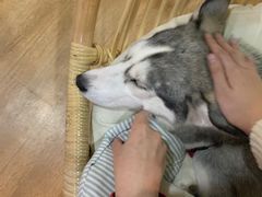 -Husky Go! 哈士奇体验馆·宠物咖啡厅狗咖