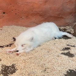 -Zoolung Zoolung动物主题公园(海信广场店)