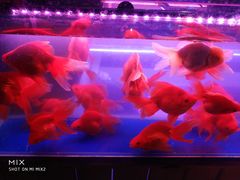 -山东柏宁水族批发广场