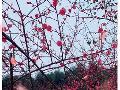 -重庆彩云湖湿地公园