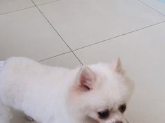 -怪兽屋·羊驼·猫咖·狗咖(俊华广场店)