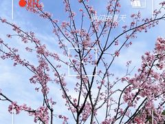 -顾村公园
