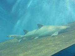 -北戴河圣蓝海洋公园