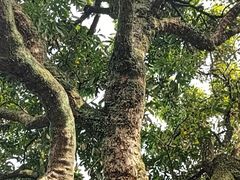 -张坝桂圆林公园