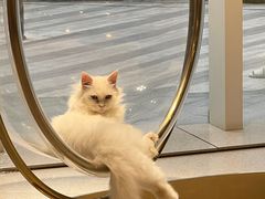 -飞行喵MR PILOT|猫舍·猫咖(静安大融城店)