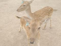 -北京麋鹿生态实验中心
